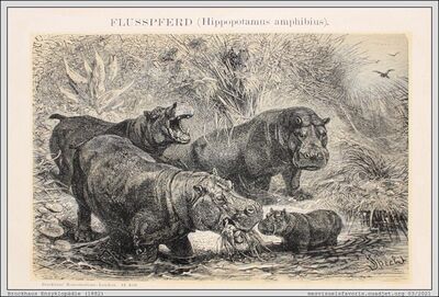 Hippo 01
