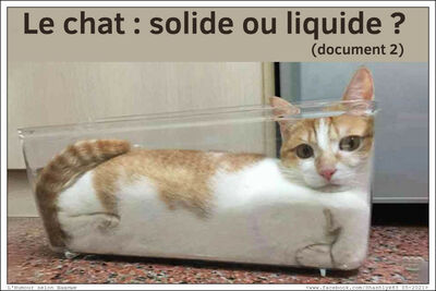 le-chat-solide-ou-liquide-document-2

