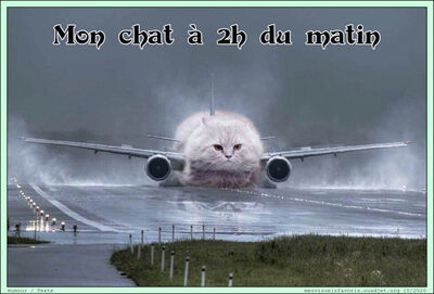 Chat Avion
