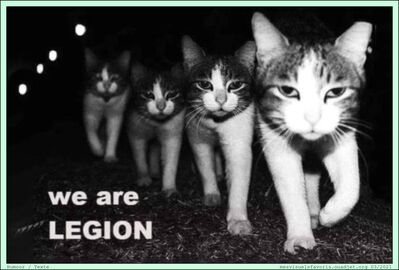 chats-nous-sommes-legion
