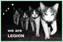 chats-nous-sommes-legion.jpg