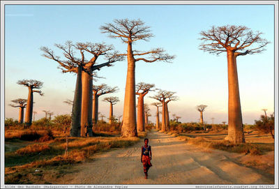 Madagascar - Baobab
