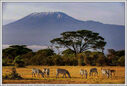 Tanzanie_-_Kilimandjaro.jpg