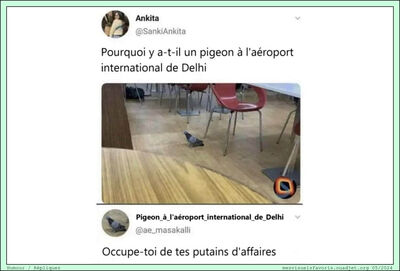 Pigeon Aeroport
