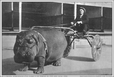 Hippo 02 Cart 1924
