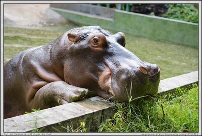 Hippo 08 Pretoria
