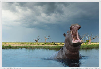 Hippo 09 Botswana
