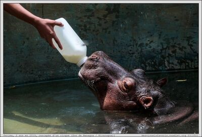 Hippo 10 Fatima Nicaragua
