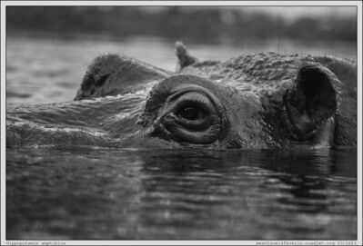 Hippo 16
