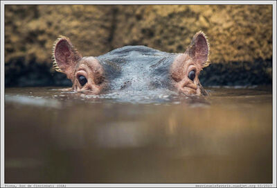 Hippo 18 Fiona
