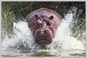 Hippo_01.jpg