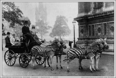 Angleterre 1900 Zebres
